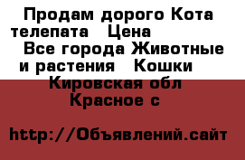  Продам дорого Кота-телепата › Цена ­ 4 500 000 - Все города Животные и растения » Кошки   . Кировская обл.,Красное с.